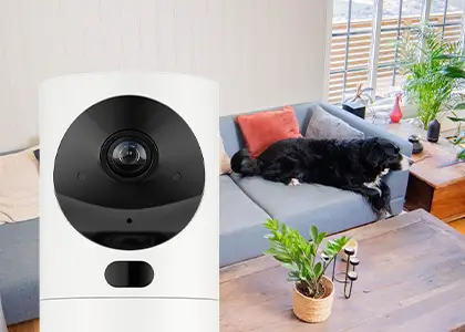Kameradetektor og hund i stue Kameradetektor og hund i stue